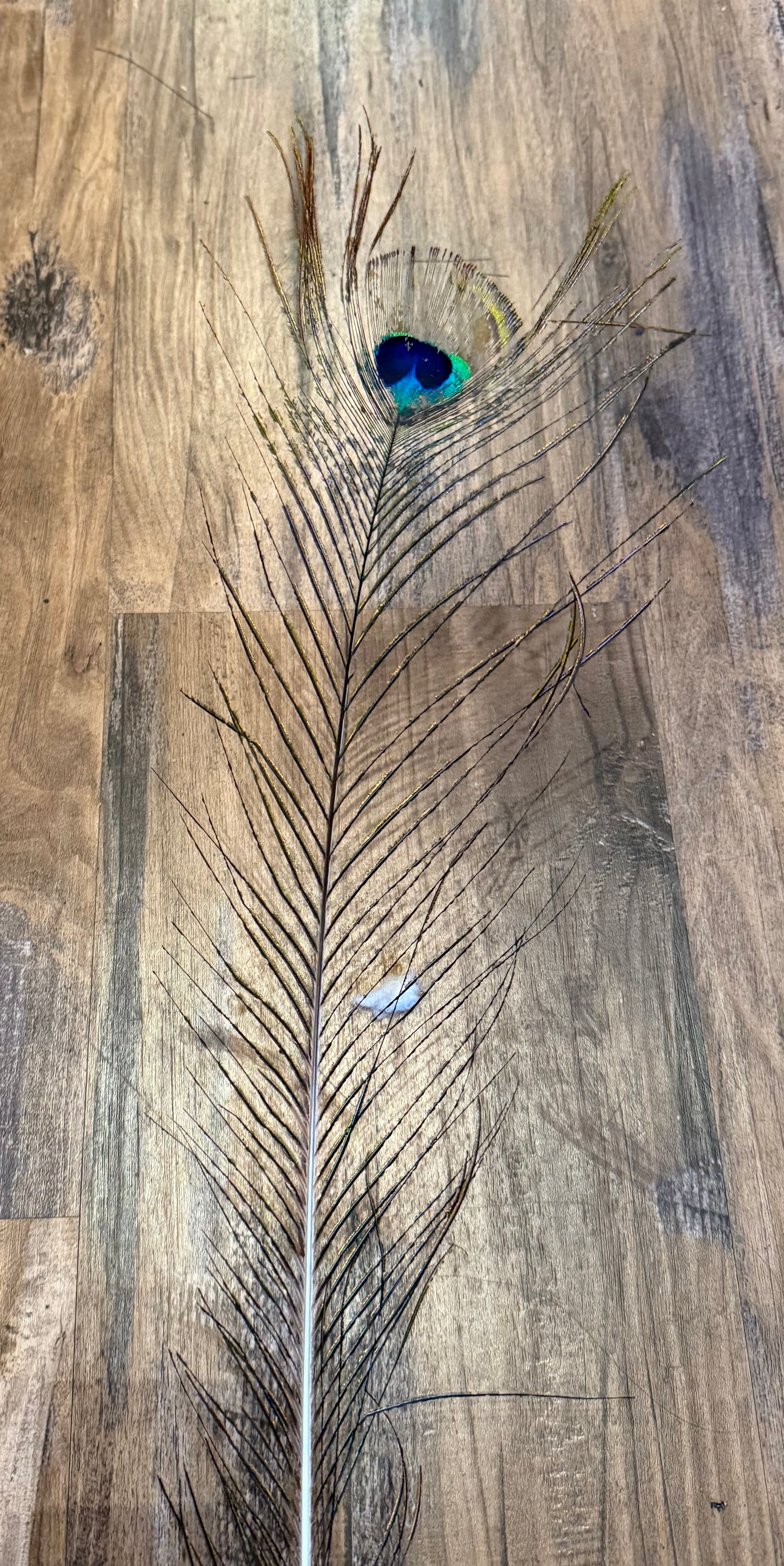 Peacock feathers