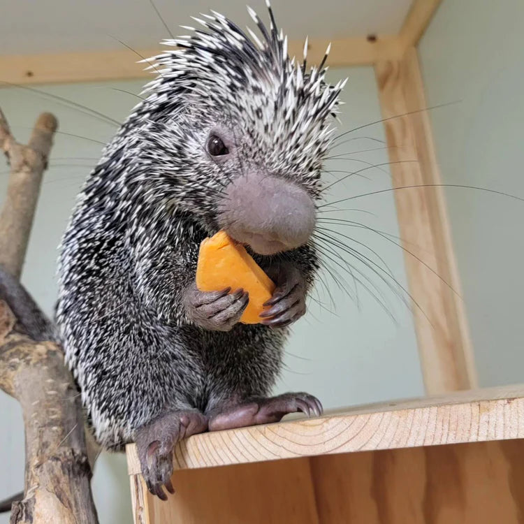 Porcupine Feeding