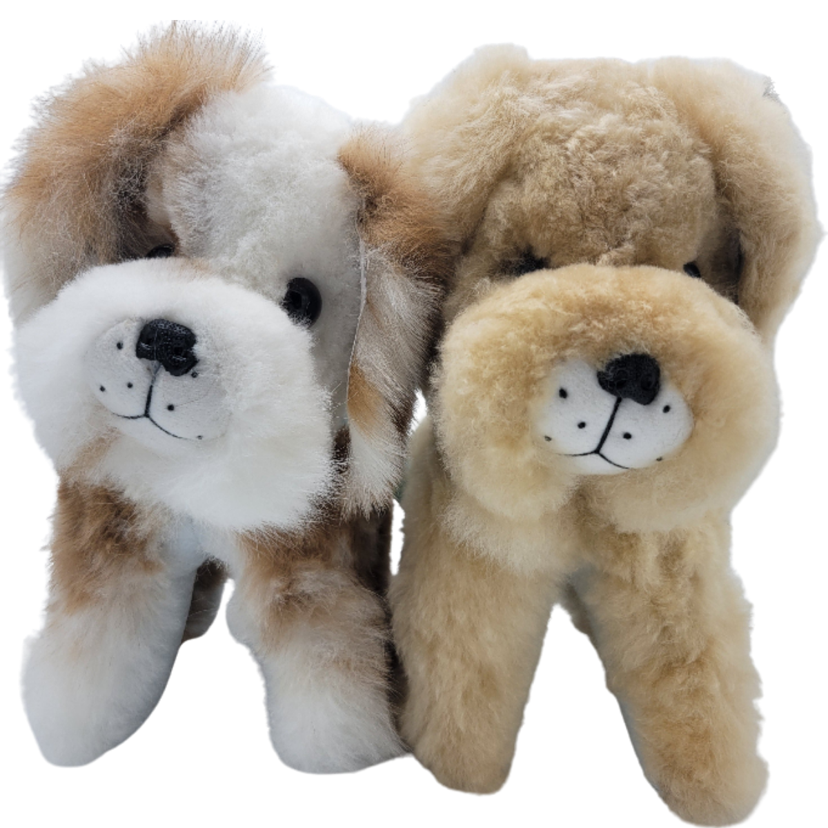 Fluffy dog