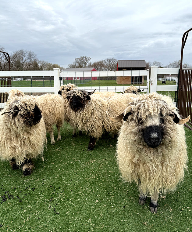 image-columns--template--26116475453762__image_with_text_new_9XktLD