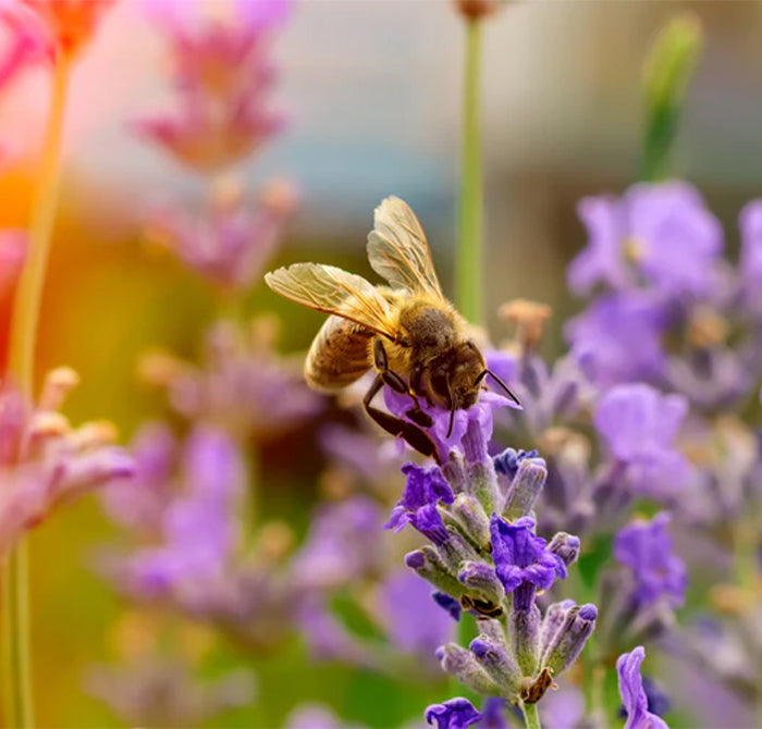 HOW YOU CAN BE THE BEE'S KNEES: