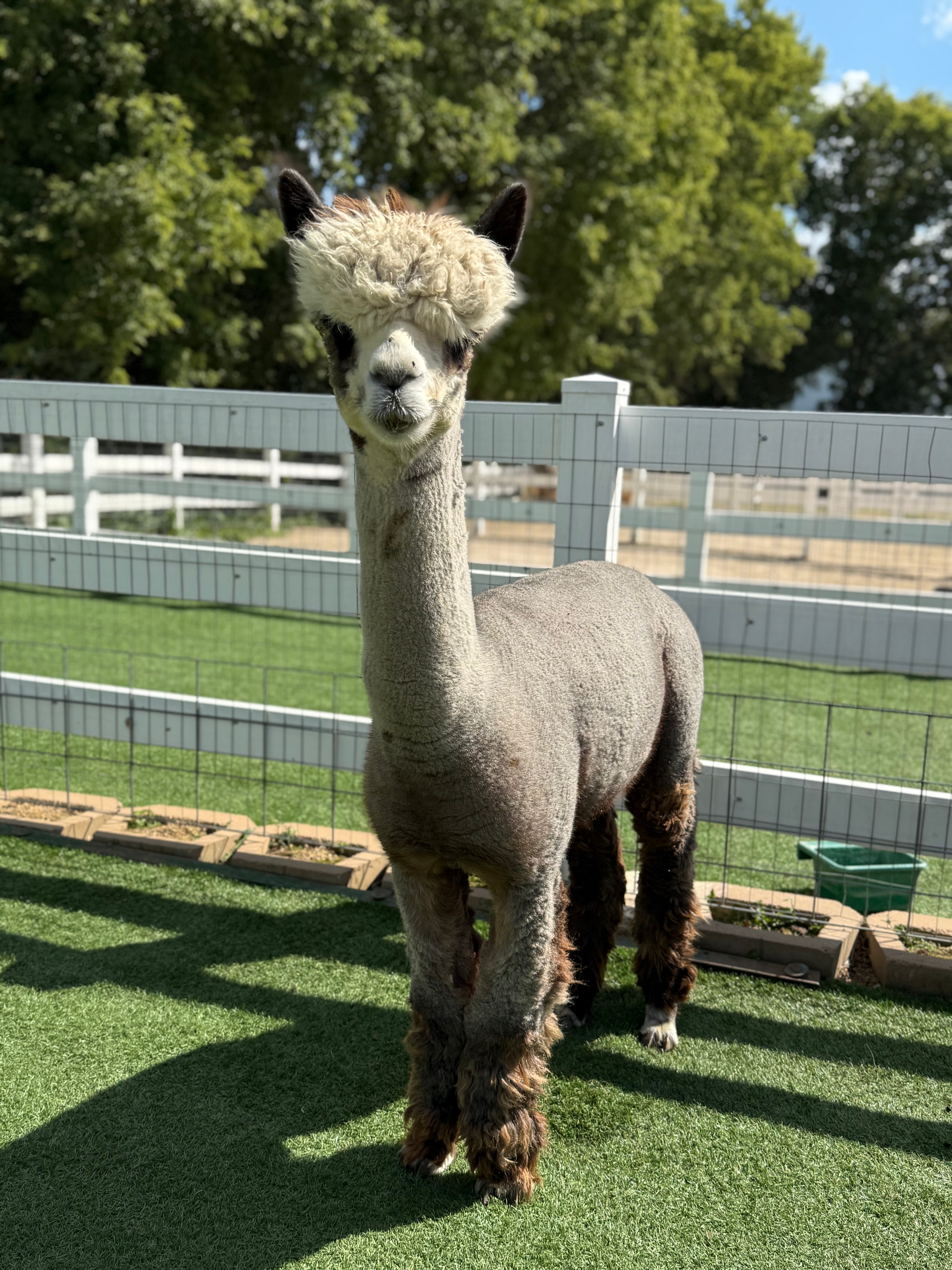 image-with-text-v3-image--template--26116475453762__image_with_text_v3_R6bAAX