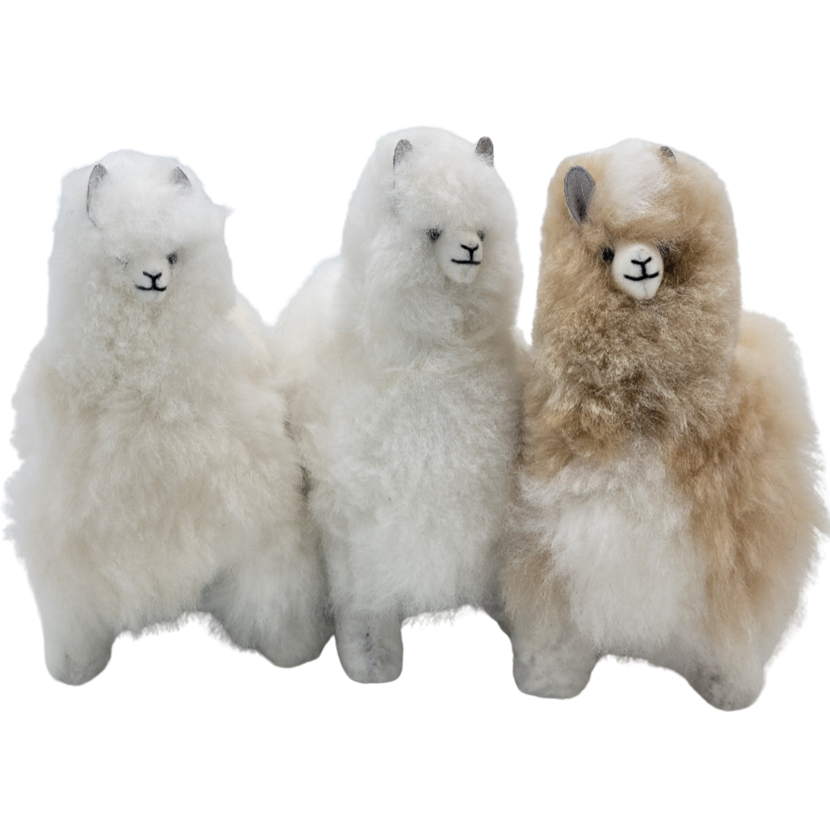 Bella Alpaca
