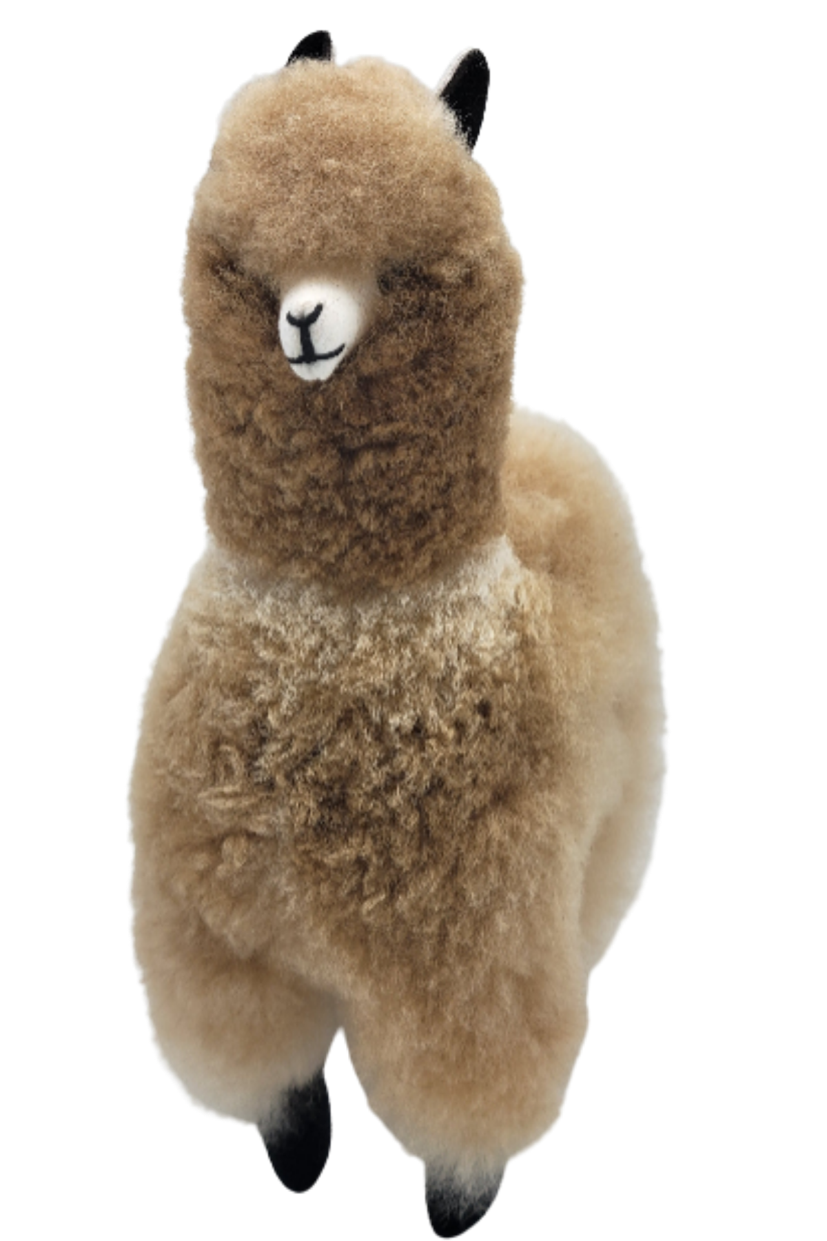 Bella Alpaca