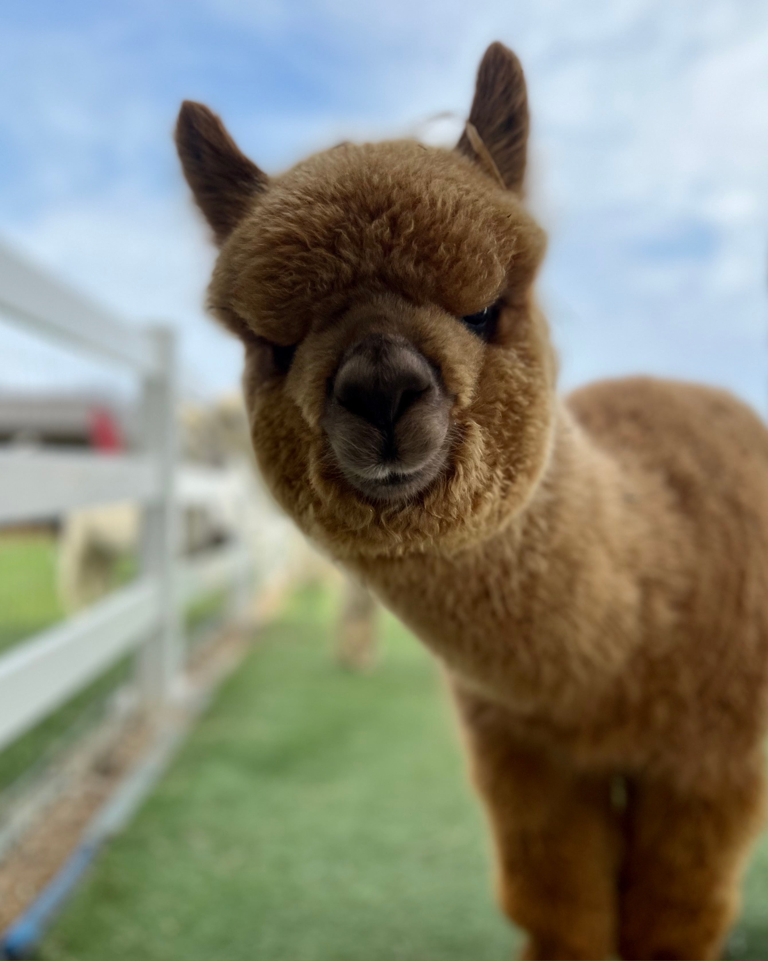 image-columns--template--26116475584834__image_with_text_new_xwn4qq