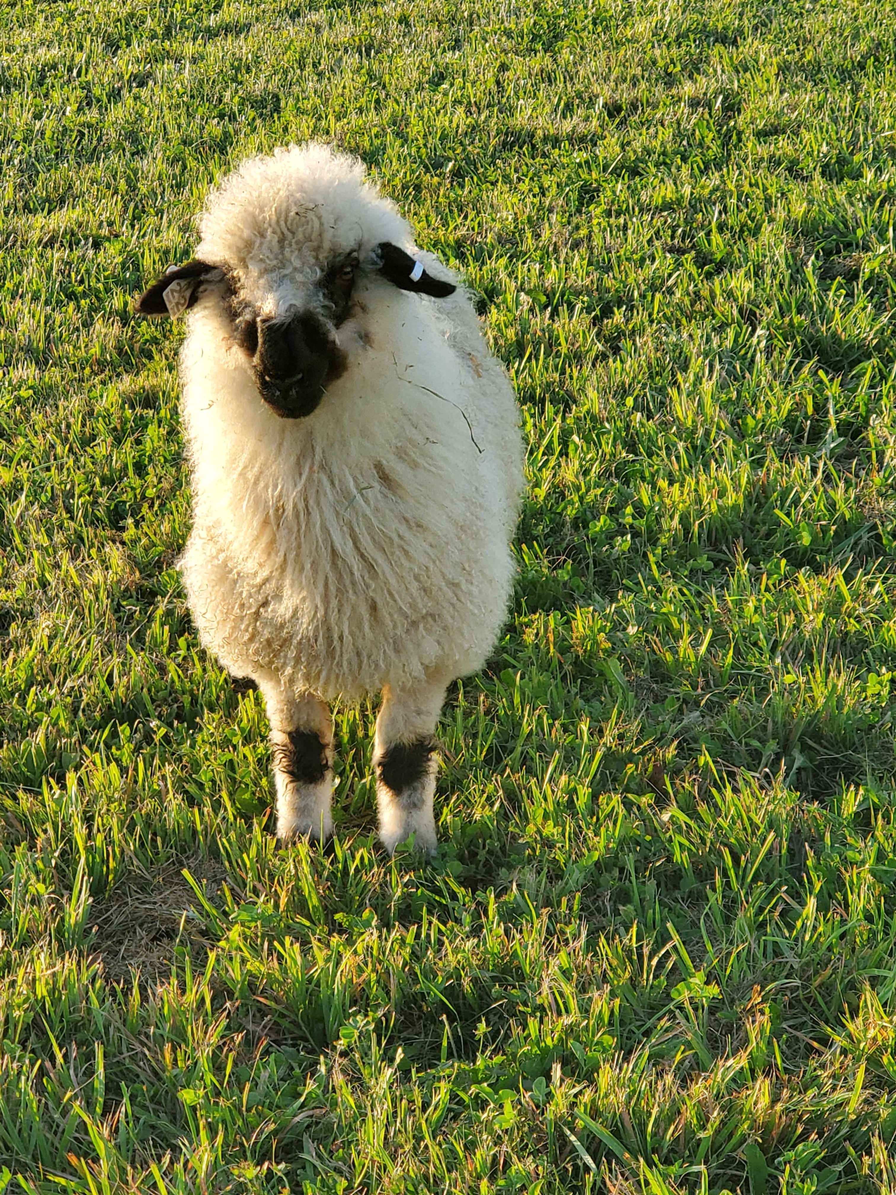 5 x 7 matted photo - Fiona