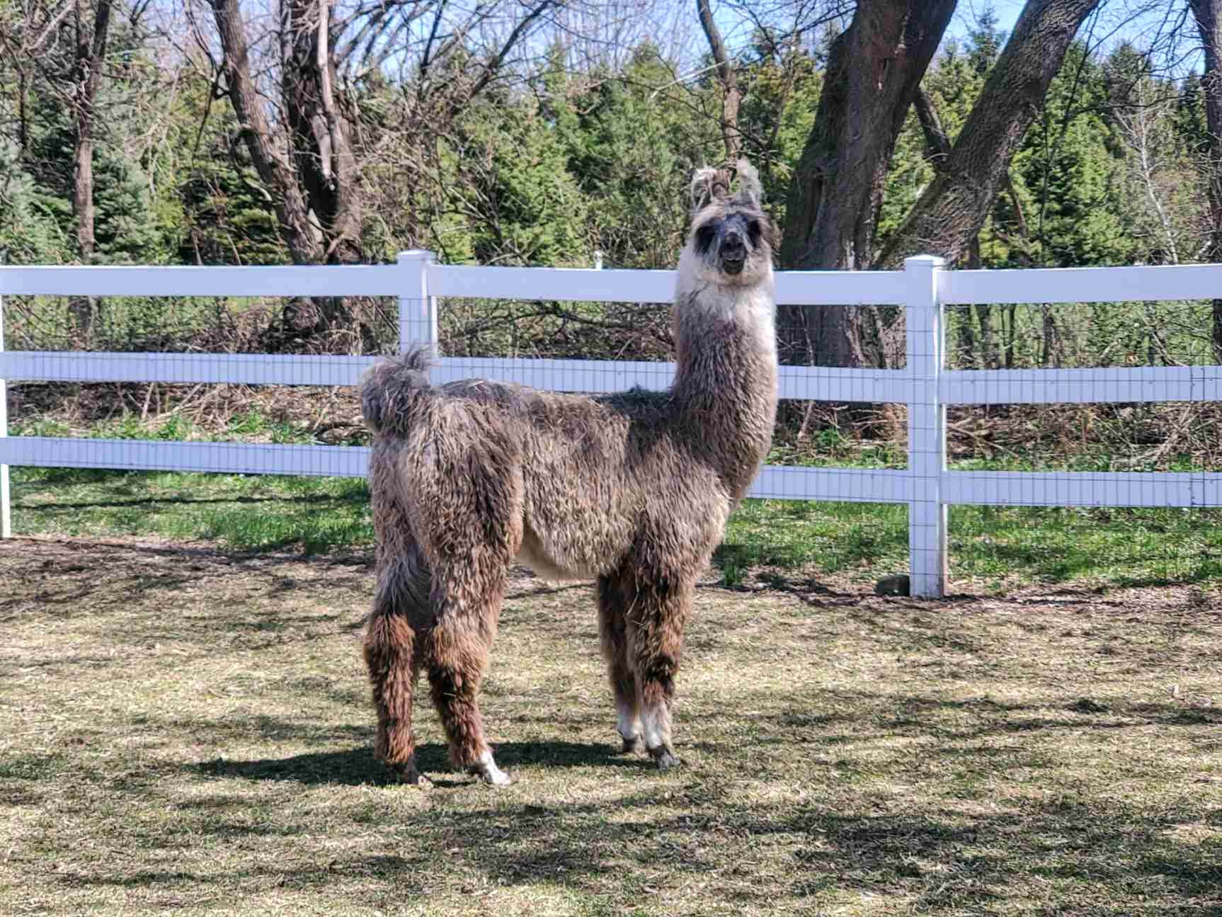 4 x 6 matted photo - Taz Horizontal