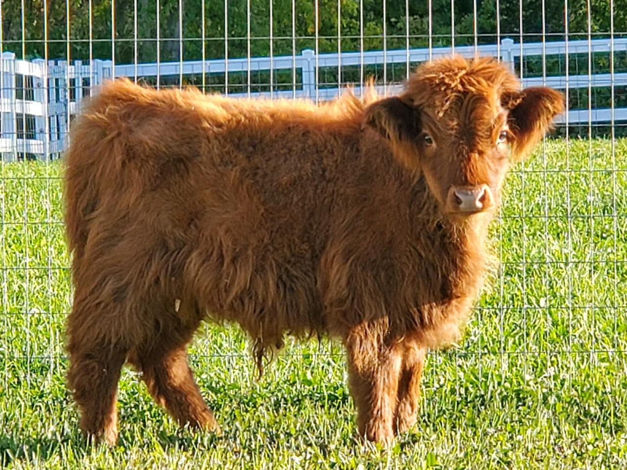 4 x 6 matted photo - Barney