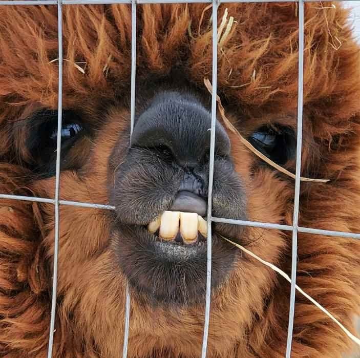 4 x 6 matted photo - Wild