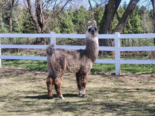 5 x 7 matted photo - Taz Horizontal