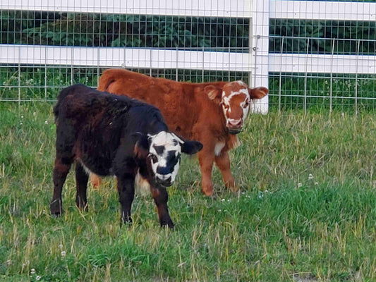 5 x 7 matted photo - Cows