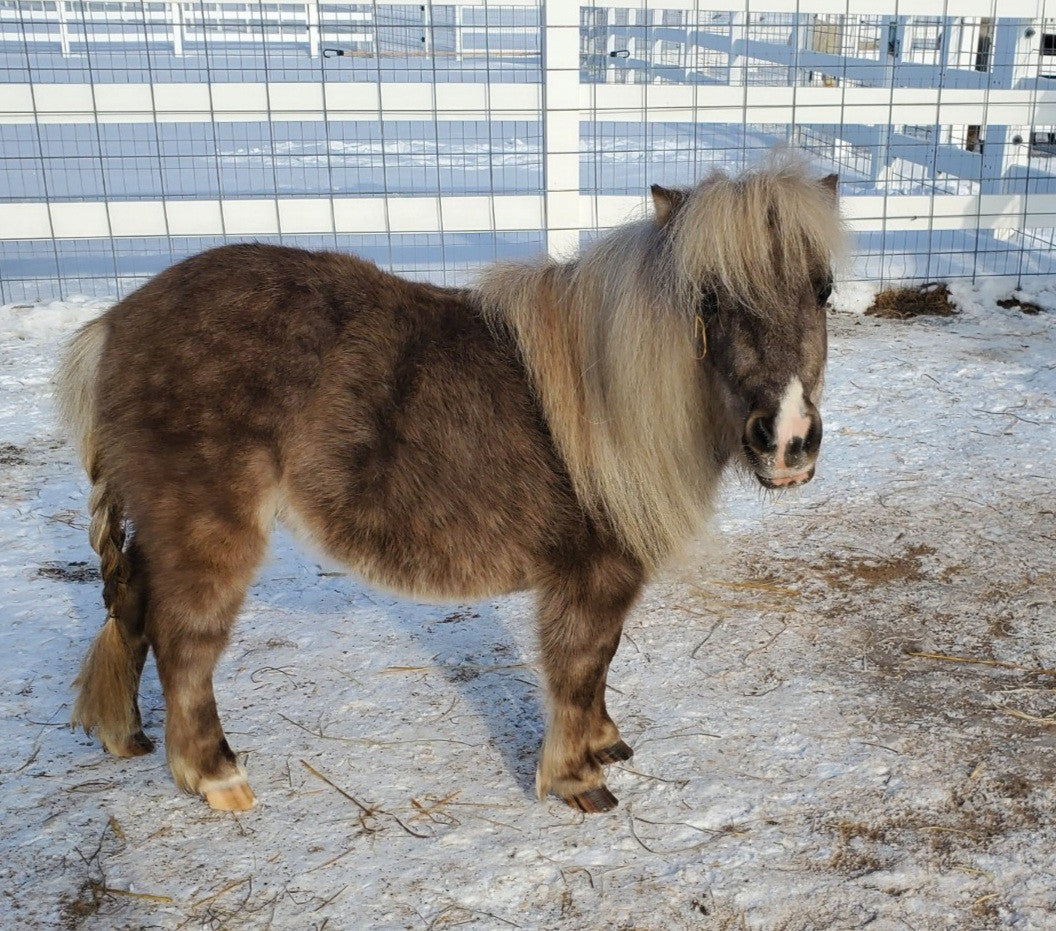 5 x 7 Postcard - Lily