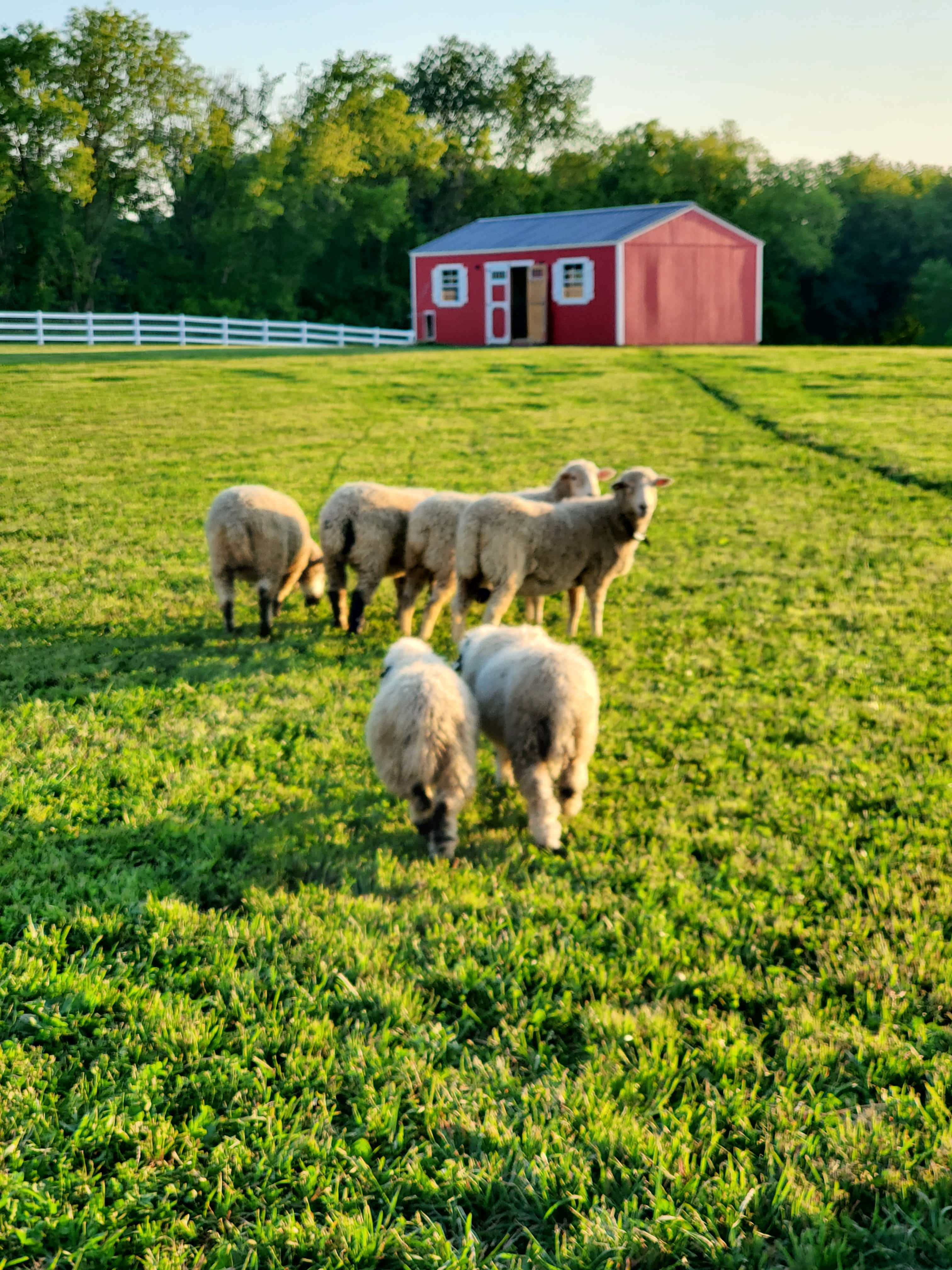 5 x 7 matted photo - Sheep